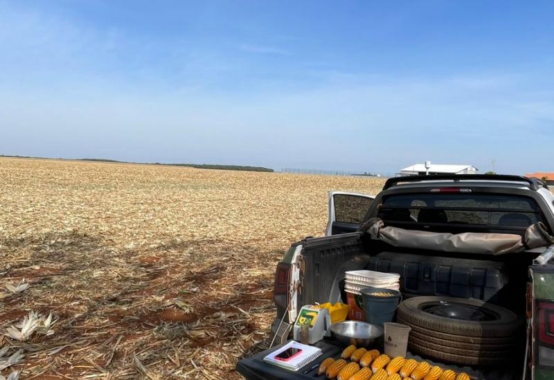 Colheita do milho se aproxima da reta final em Mato Grosso do Sul
