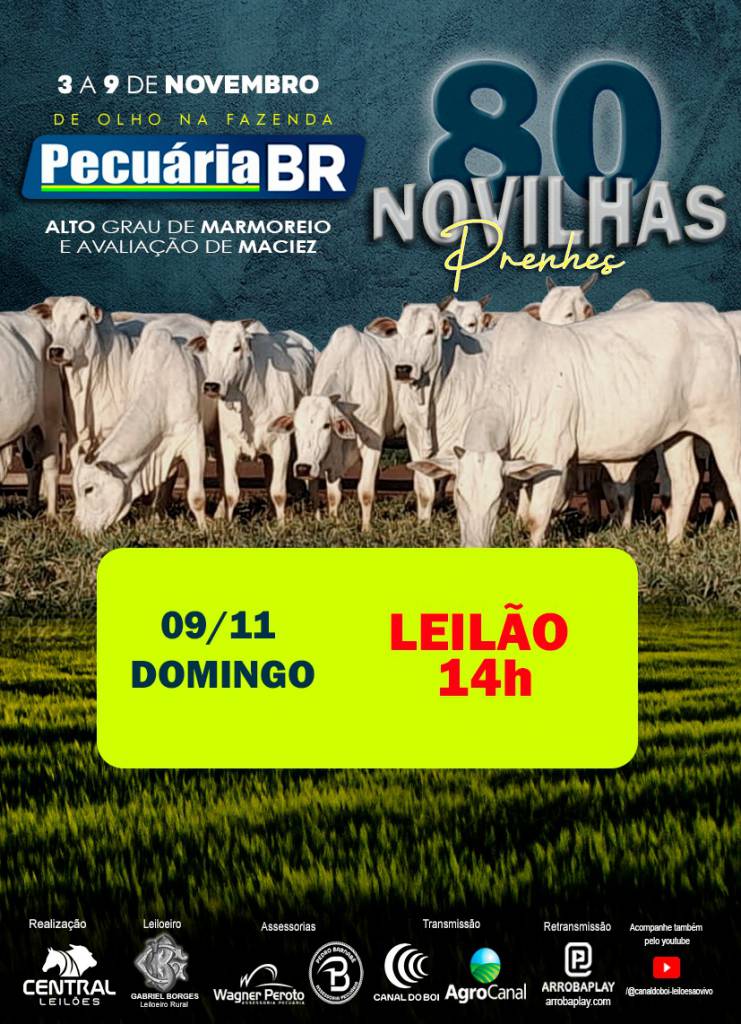 Leilão Pecuária BR hoje no Canal do Boi e Agro Canal