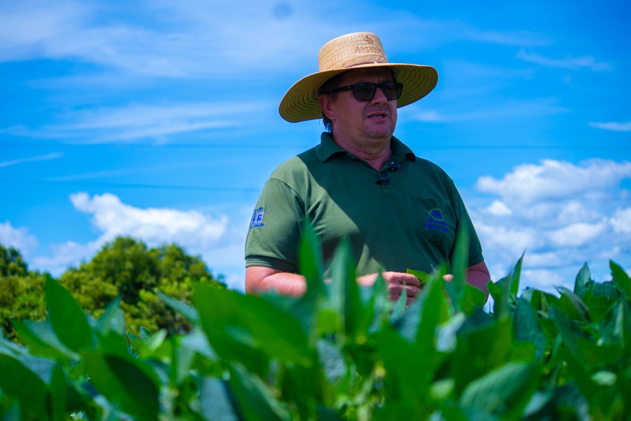 Produtores relatam preocupação com a colheita de soja na região Leste de Mato Grosso