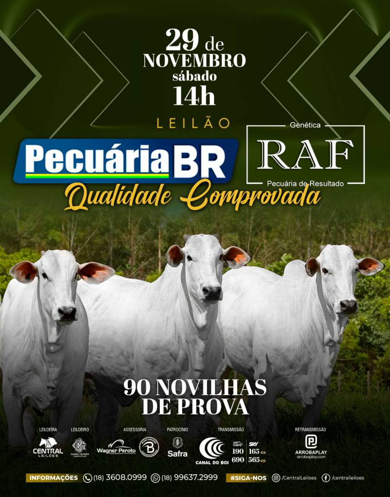 Leilão Pecuária BR - Novilhas hoje às 14h no Canal do Boi 