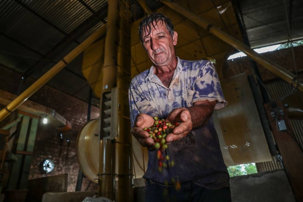 Mato Grosso sai da penúltima posição para um dos 10 maiores produtores de café do país