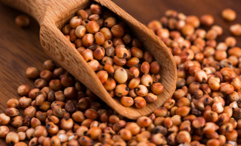 Brasil habilita primeiros estabelecimentos para exportação de DDGs e sorgo à China