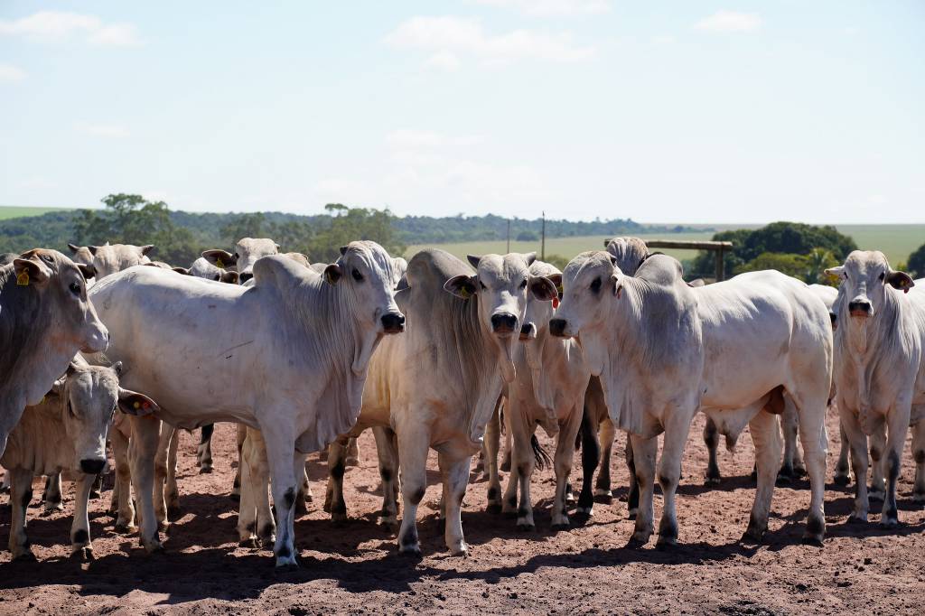 Confinamento bate recorde em MT; Imea projeta 928,7 mil cabeças em 2025