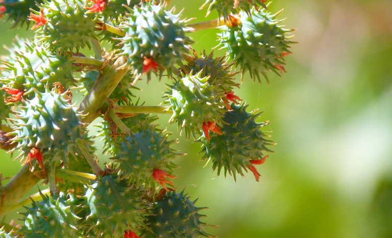 Valor Bruto da Produção do agro alcançou R$ 1,406 trilhão em agosto