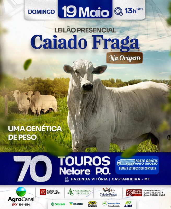Leilão Presencial Caiado Fraga - Na Origem hoje no Agro Canal