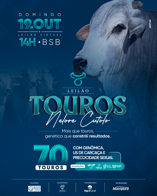 Leilão Touros Nelore Cutolo hoje no Agro Canal