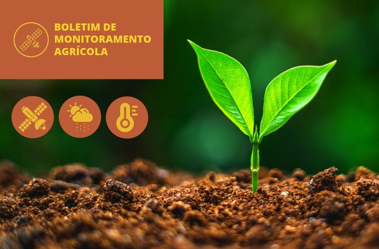 Volumes de chuvas irregulares e mal distribuídos impactam ritmo da semeadura dos cultivos de verão