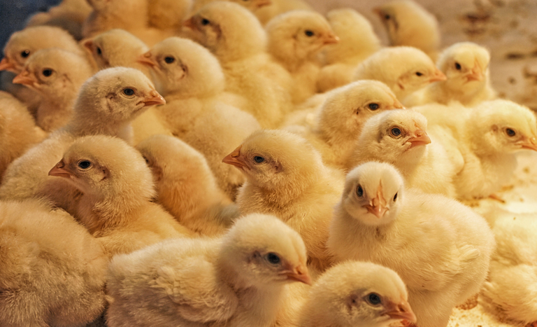 Abertura de mercado para material genético avícola em Moçambique