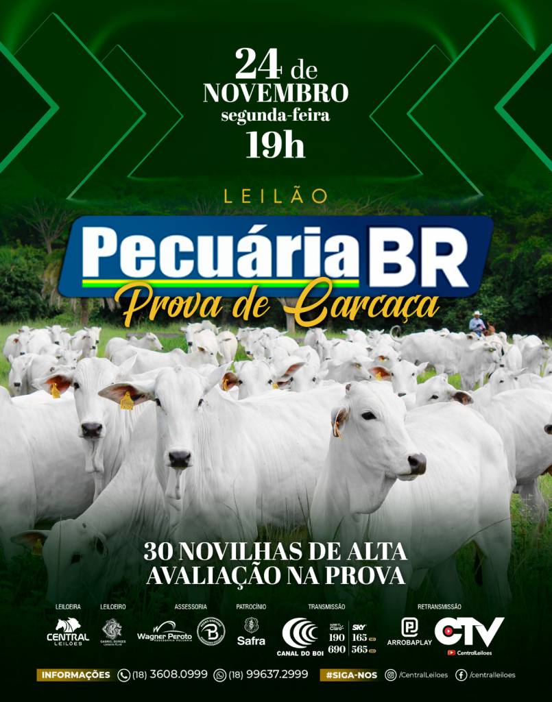 Leilão Pecuária BR - Novilhas hoje às 19h no Canal do Boi 