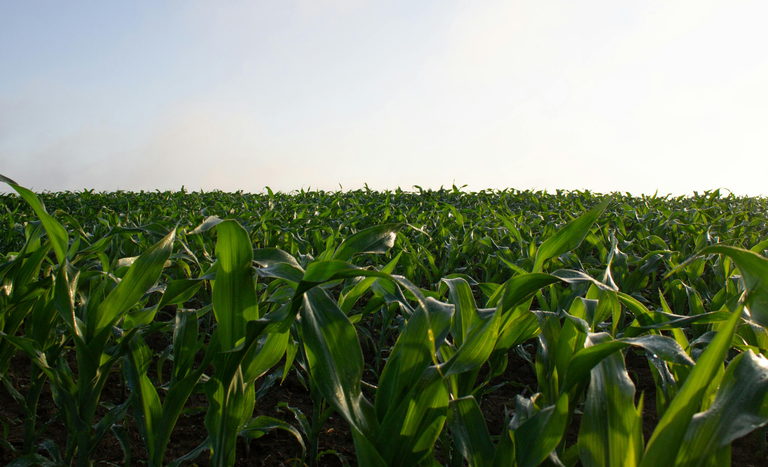Publicada MP que abre crédito extraordinário de R$12 bilhões para renegociação de dívidas rurais
