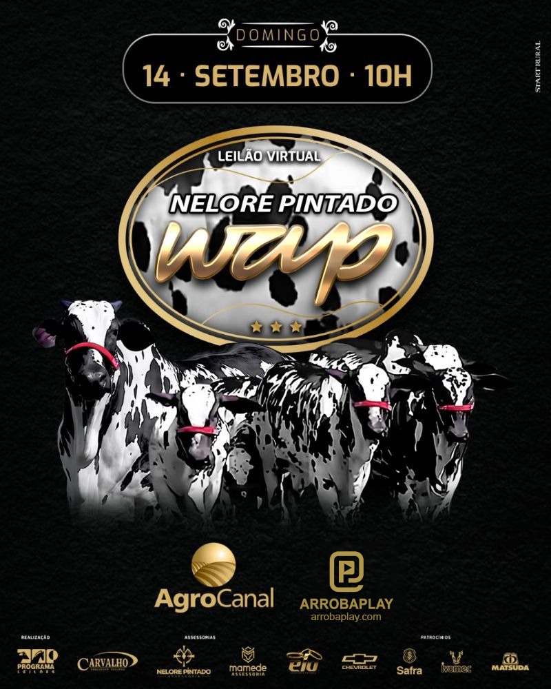 Leilão Virtual Nelore Pintado WAP hoje no Agro Canal