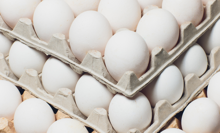 Brasil avança em negociações com a União Europeia e retoma sistema de pre-listing para comercialização de ovos