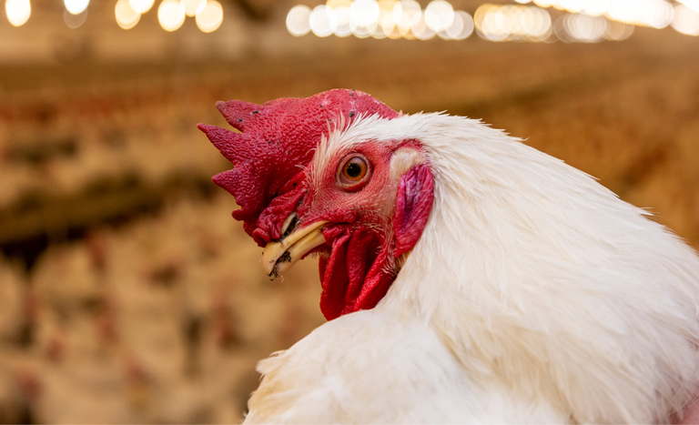 Investimento de R$ 83,5 milhões fortalecerá o Sistema Unificado de Atenção à Sanidade Agropecuária