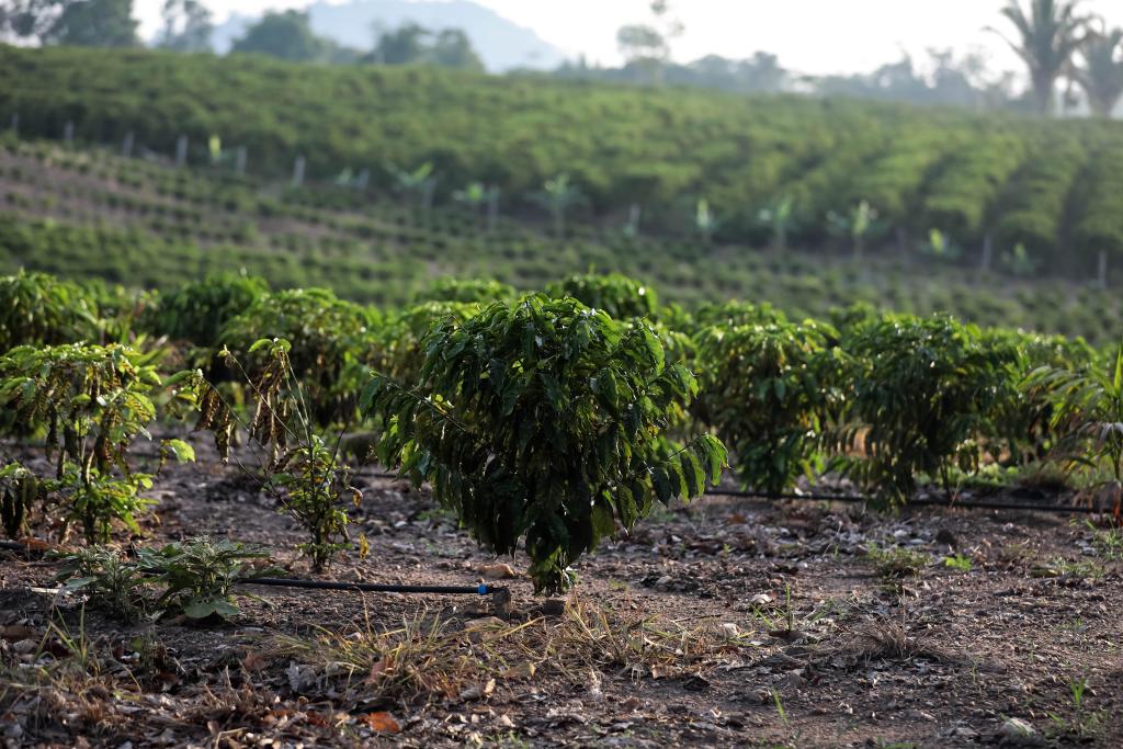 Produtividade de café por hectare em MT triplica e Embrapa destaca impactos de programa do Governo