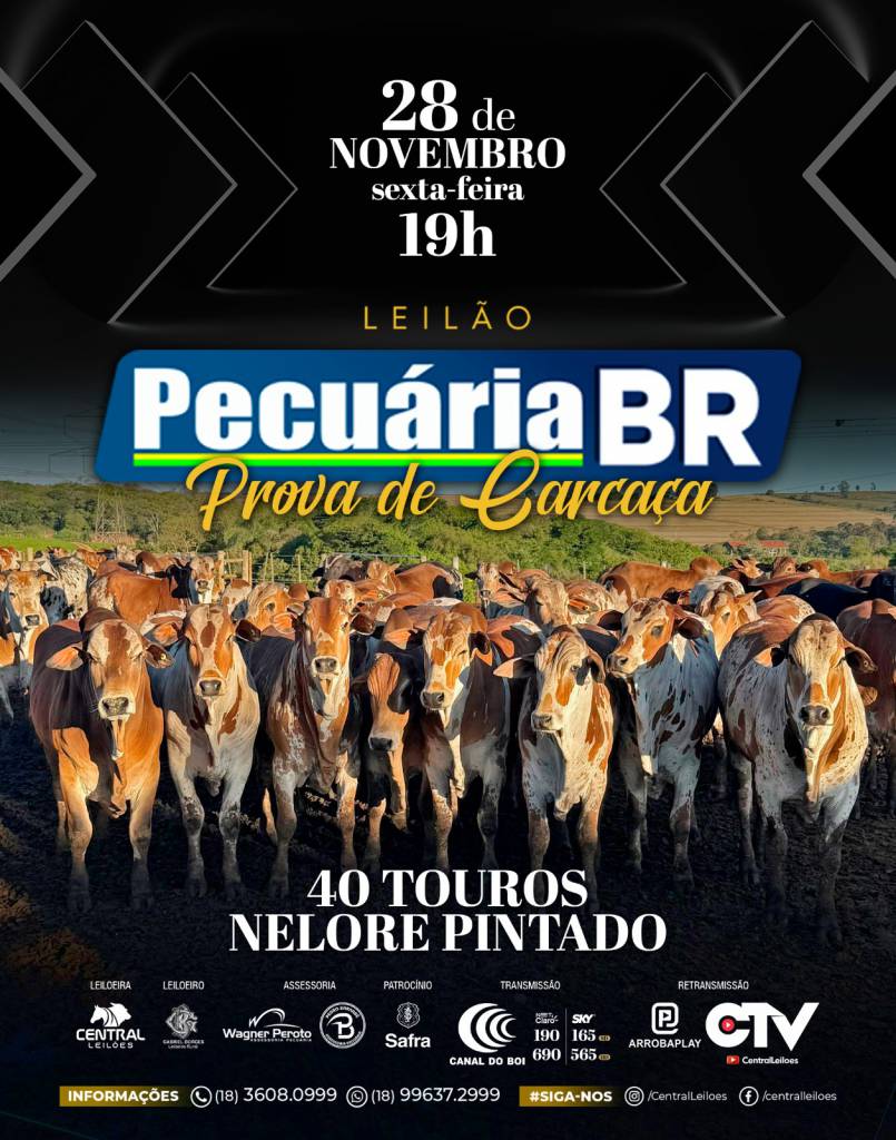 Leilão Pecuária BR - Touros Nelore Pintado hoje às 19h no Canal do Boi 