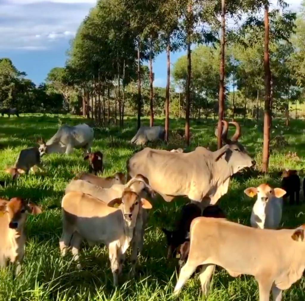 Minas antecipa debates da COP 30 e foca em estratégias para o agro sustentável