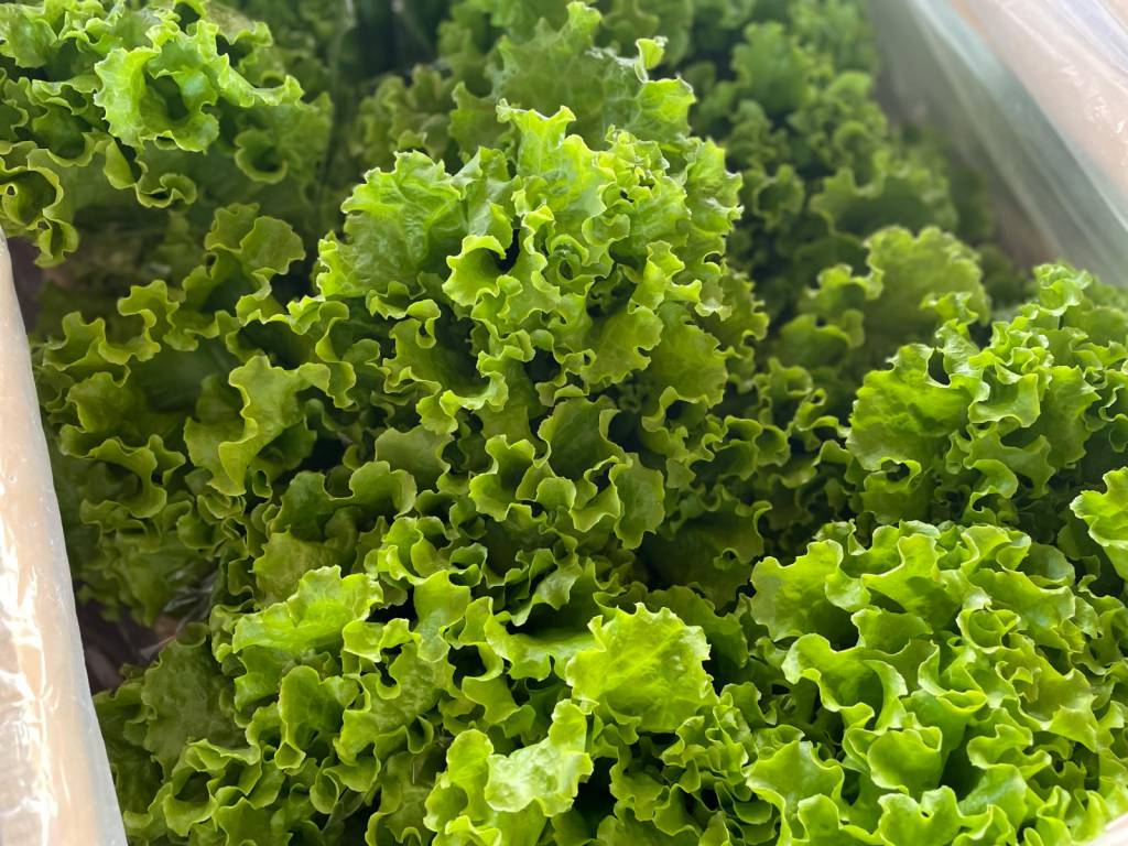 Alface crespa e batata-doce lideram queda de preços na Ceasa/MS