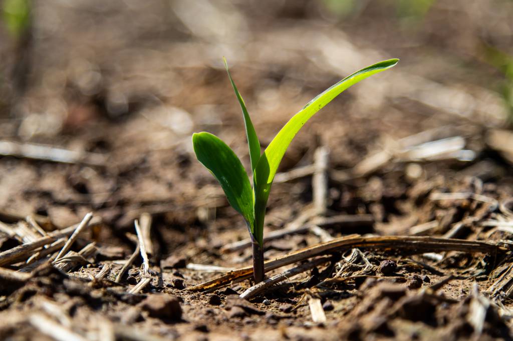 Plantio da soja atinge 61,6% da área em Mato Grosso do Sul