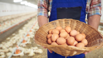 Dia do avicultor destaca papel estratégico do produtor para a segurança alimentar do Brasil e do mundo