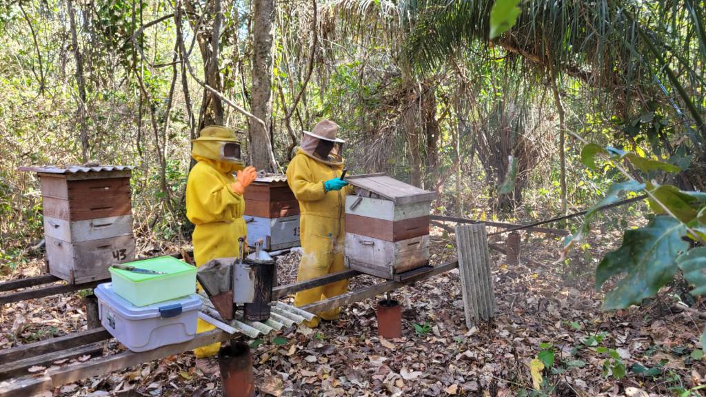 Apicultura se fortalece em Mato Grosso como alternativa sustentável para a agricultura familiar