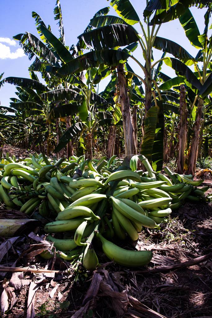 Mudas de banana-terra anã impulsionam produção e renda em Cáceres