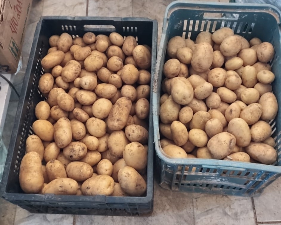 Agricultores da região Central de Minas Gerais realizam primeira colheita de batata-inglesa