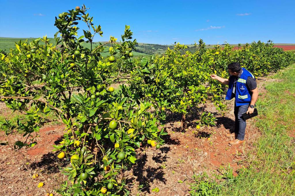 Operação BIG Citrus reforça combate ao Greening e protege citricultura paranaense