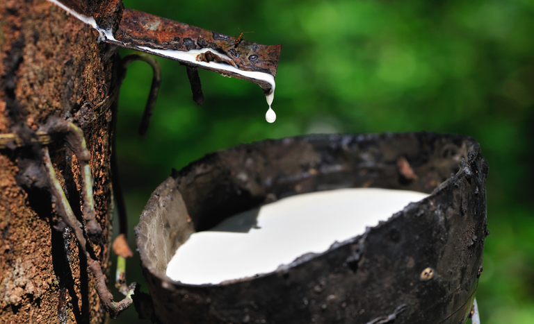 Governo Federal prorroga alíquota de importação da borracha natural até 2027