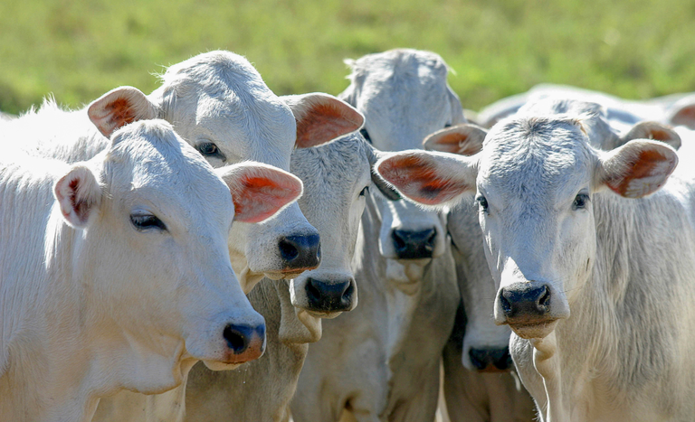 Julho acumula quedas dos preços do boi em todas as regiões acompanhadas pelo Cepea