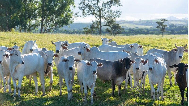 Bahia avança com o projeto de implantação do Plano Nacional de Identificação Individual de Bovinos e Bubalinos