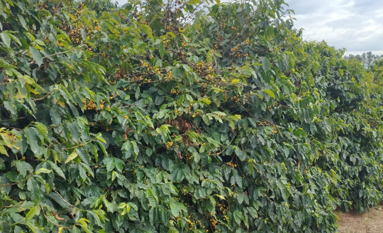 Expocacer: geadas podem comprometer mais de 400 mil sacas de café em MG