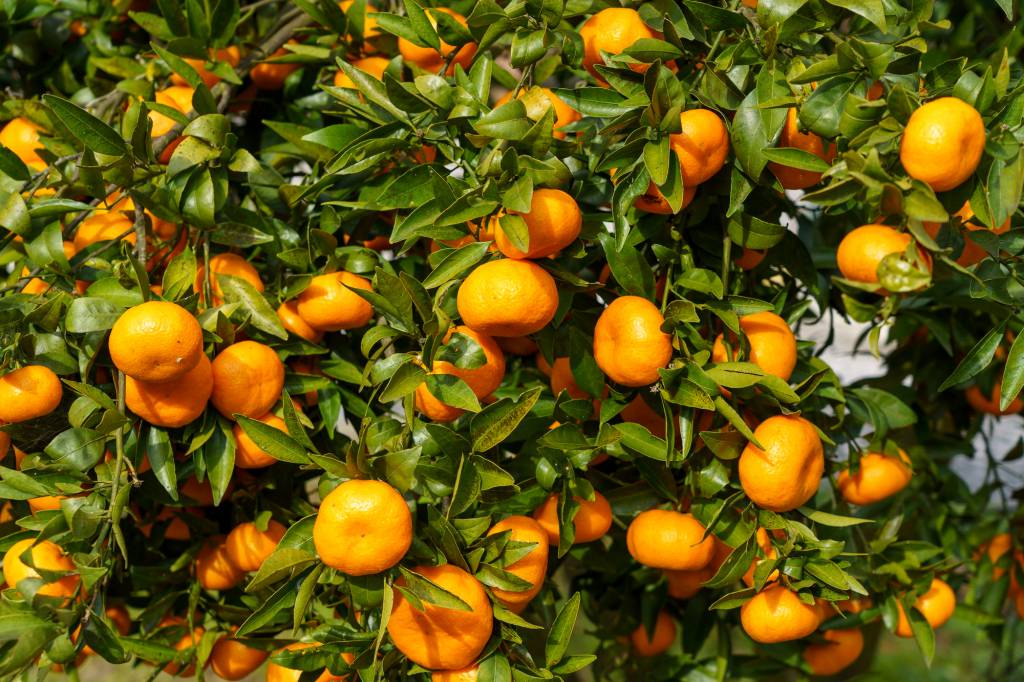 Mercado dos citros mantém negócios de primeiras frutas da safra 25/26