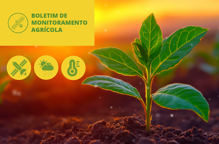 Conab divulga Boletim de Monitoramento Agrícola de agosto com clima favorável ao desenvolvimento das lavouras