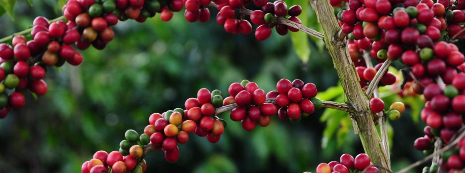 Confira a programação de encerramento do Circuito Mineiro de Cafeicultura 2025 no Sul de Minas