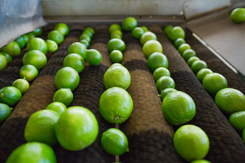 Projeto Campo Futuro traça cenário dos custos de produção de frutas em SP e leite em PE