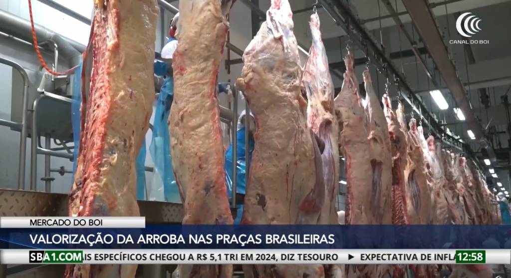 Arroba do boi gordo mantém valorização no mercado