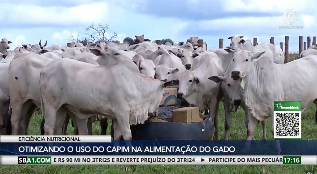 Manejo nutricional pode maximizar o ganho de peso do gado a pasto