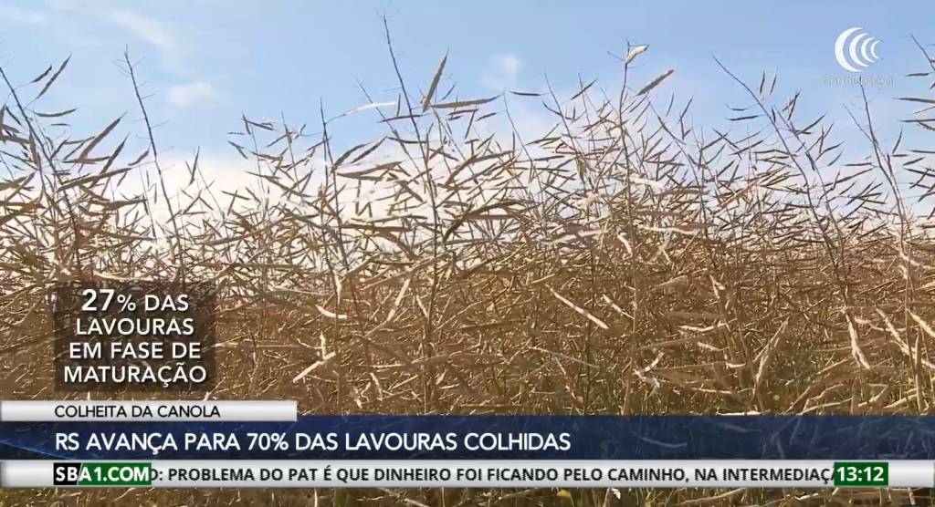 Colheita da canola avança no Rio Grande do Sul com bons resultados