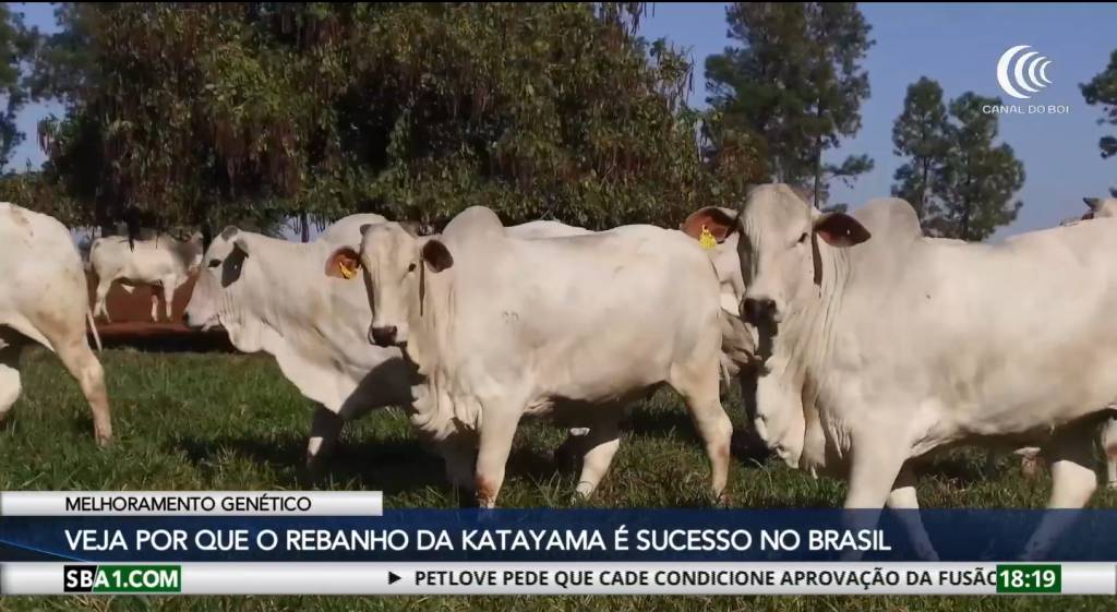 Como a Katayama se tornou referência em melhoramento genético no Brasil