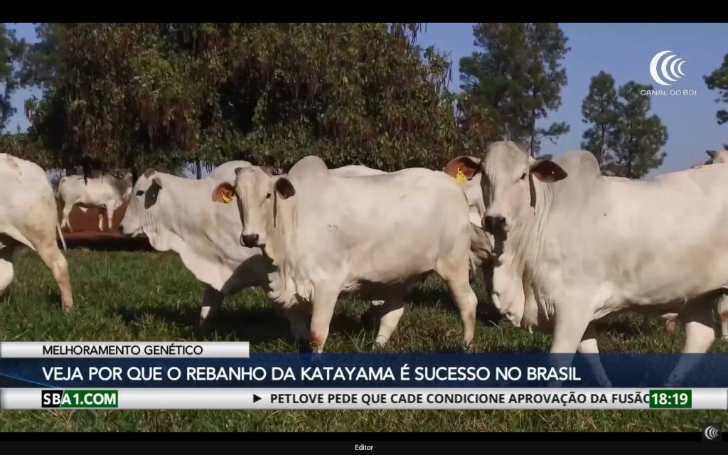 Como a Katayama se tornou referência em melhoramento genético no Brasil