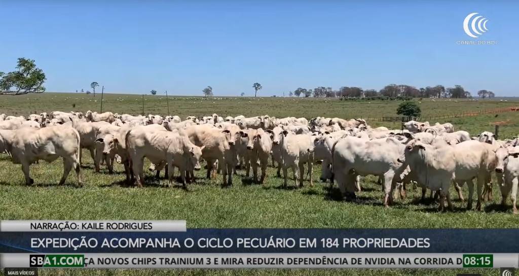 Circuito Cria acompanha o ciclo pecuário na origem, berço e rastro do bezerro