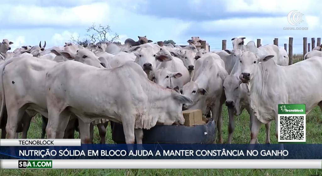 Saiba como potencializar os ganhos do gado com a nutrição sólida a pasto