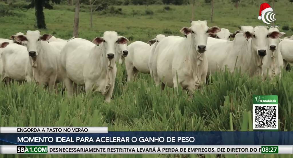 Verão é o momento ideal para acelerar o ganho de peso do rebanho
