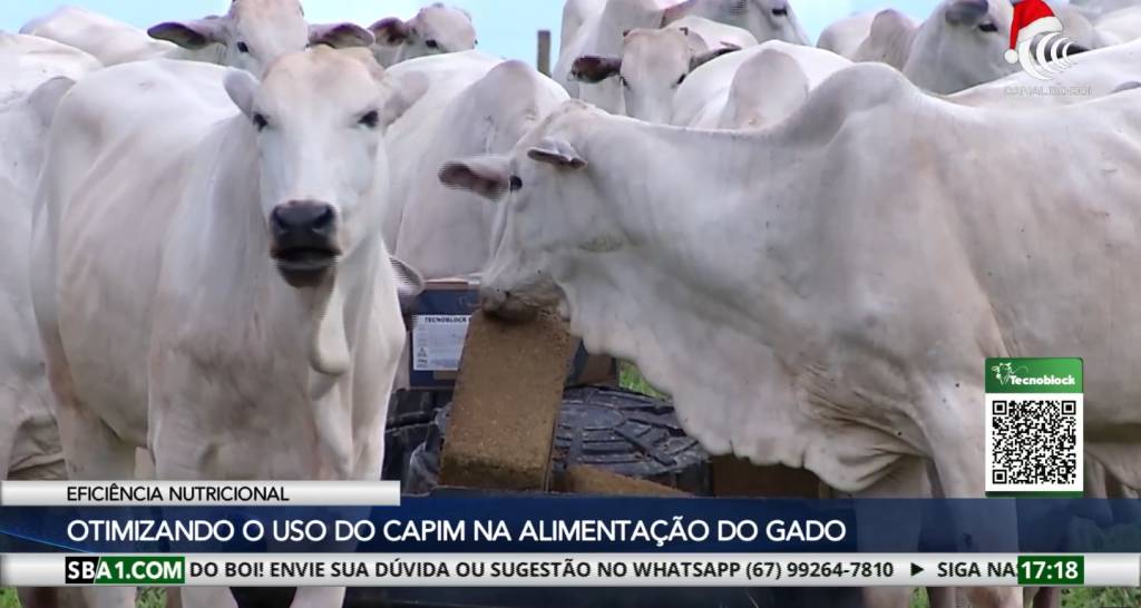 Verão é o momento ideal para acelerar a engorda a pasto do rebanho