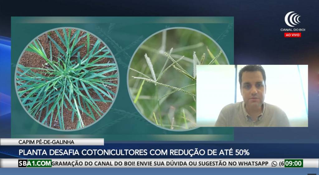 Capim pé-de-galinha desafia cotonicultores com redução de até 50% na produção