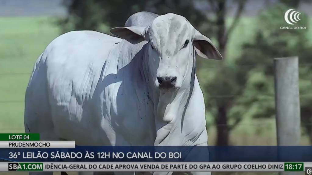 Leilão Prudenmocho oferta no sábado touros e bezerras com foco em genética e produtividade
