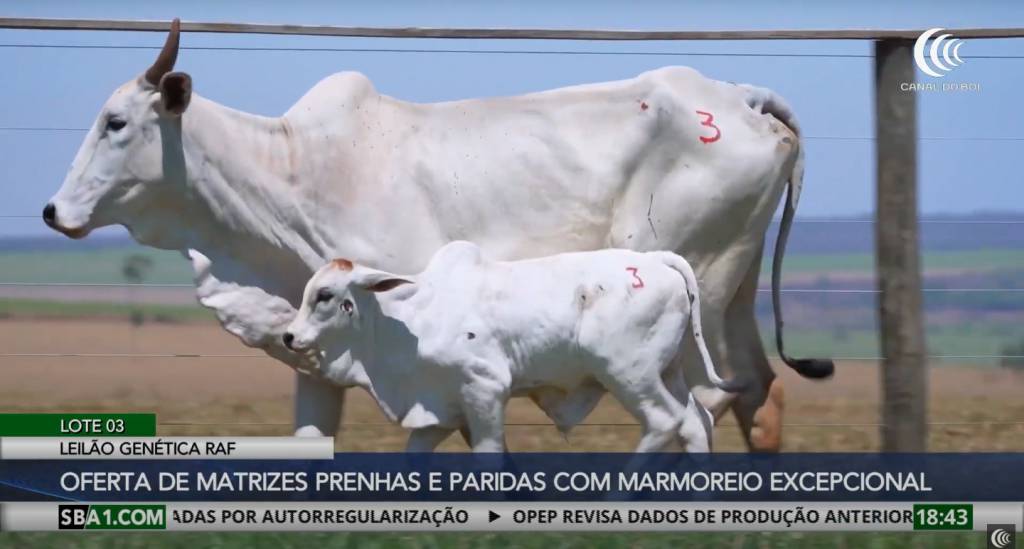 Leilão RAF oferta matrizes prenhas e paridas com marmoreio superior no Canal do Boi