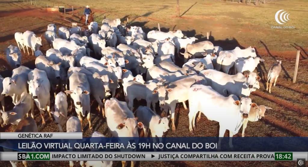 Leilão Virtual Genética RAF oferta matrizes prenhas e paridas com marmoreio na quarta-feira no Canal do Boi