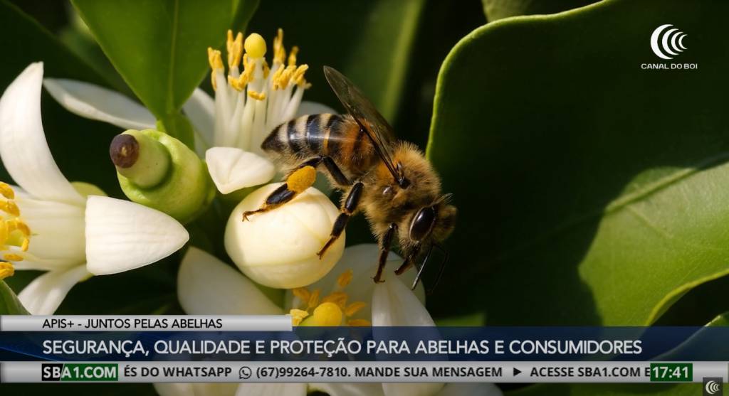 Campanha Apis+ mobiliza todo o país em defesa das abelhas e do mel puro