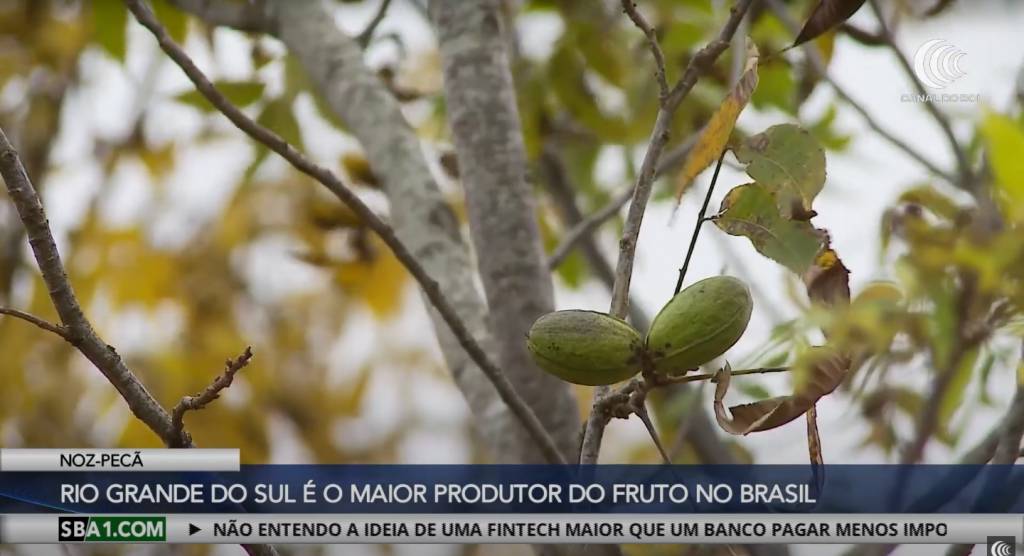 Brasil tem grande potencial de ampliar a produção de noz-pecã